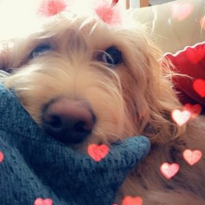 Meet your Posher, Sandy